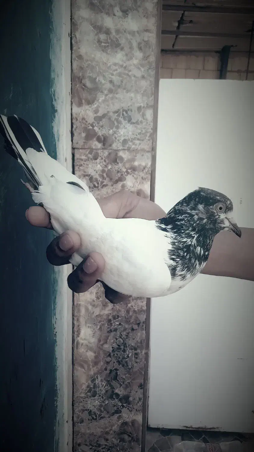 کبوتر|پرنده|مسجد سلیمان, |دیوار