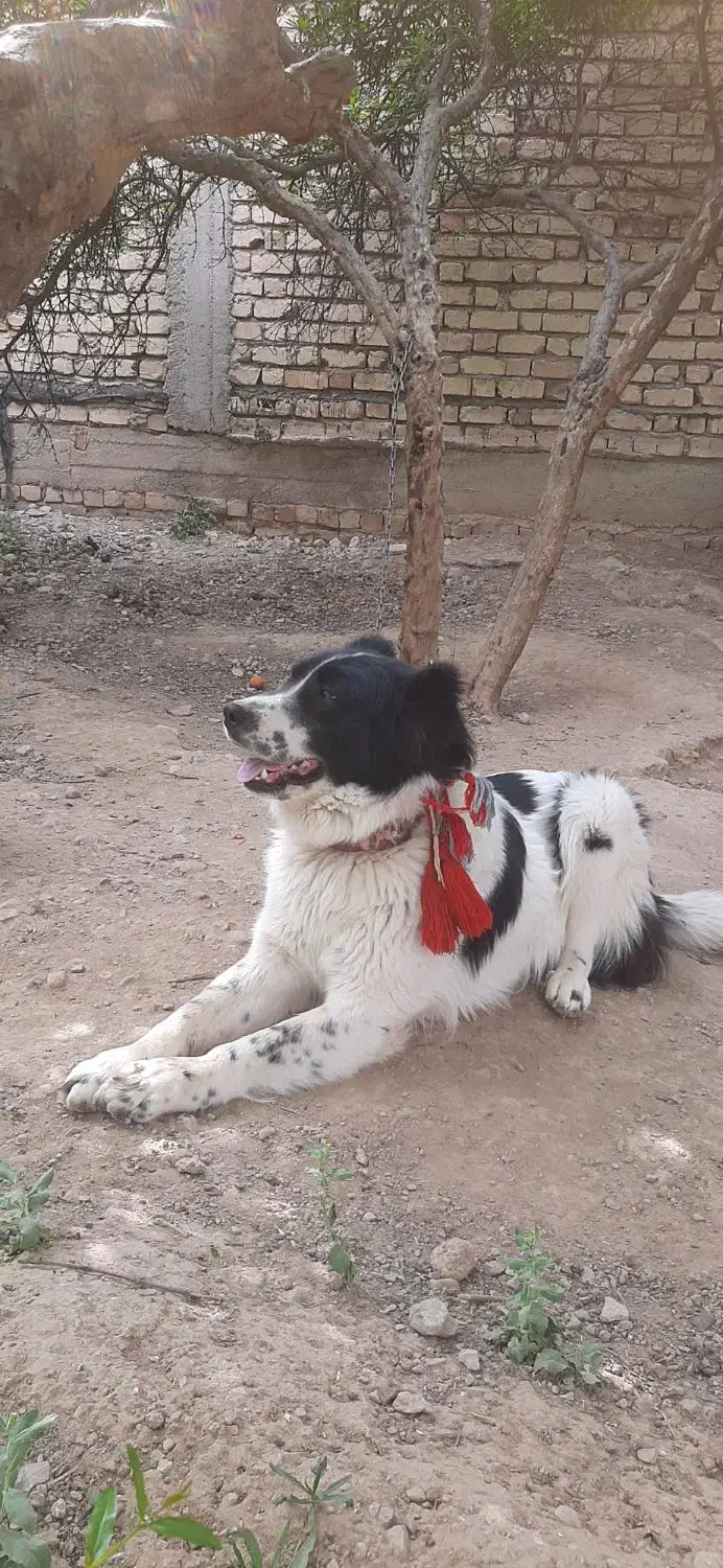 سگ قدریجونی|سگ|مرودشت, بیست متری بیمارستان|دیوار