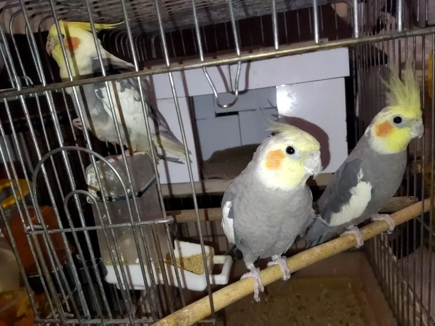 عروس هلندی|پرنده|تهران, تهرانپارس شرقی|دیوار