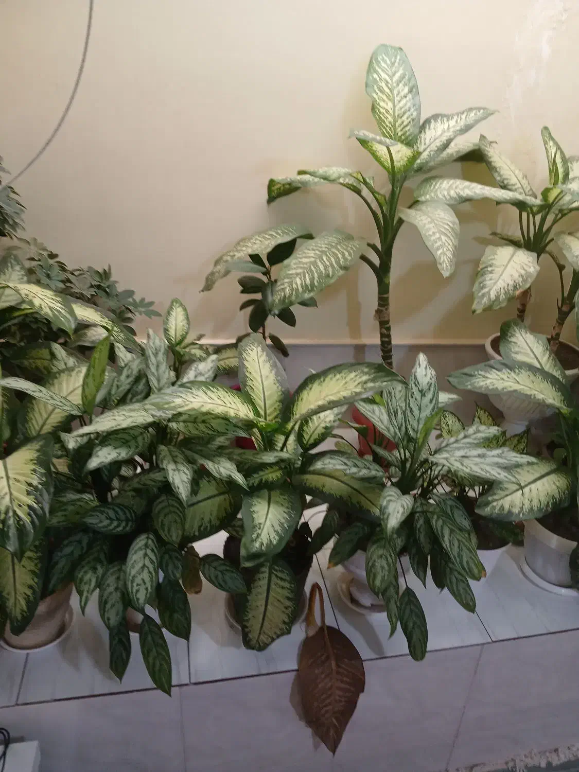 تعدادی گل|گل و گیاه طبیعی|نیشابور, مازول|دیوار