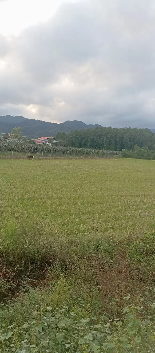 زمین کشاورزی|فروش زمین و ملک کلنگی|لوندویل, |دیوار