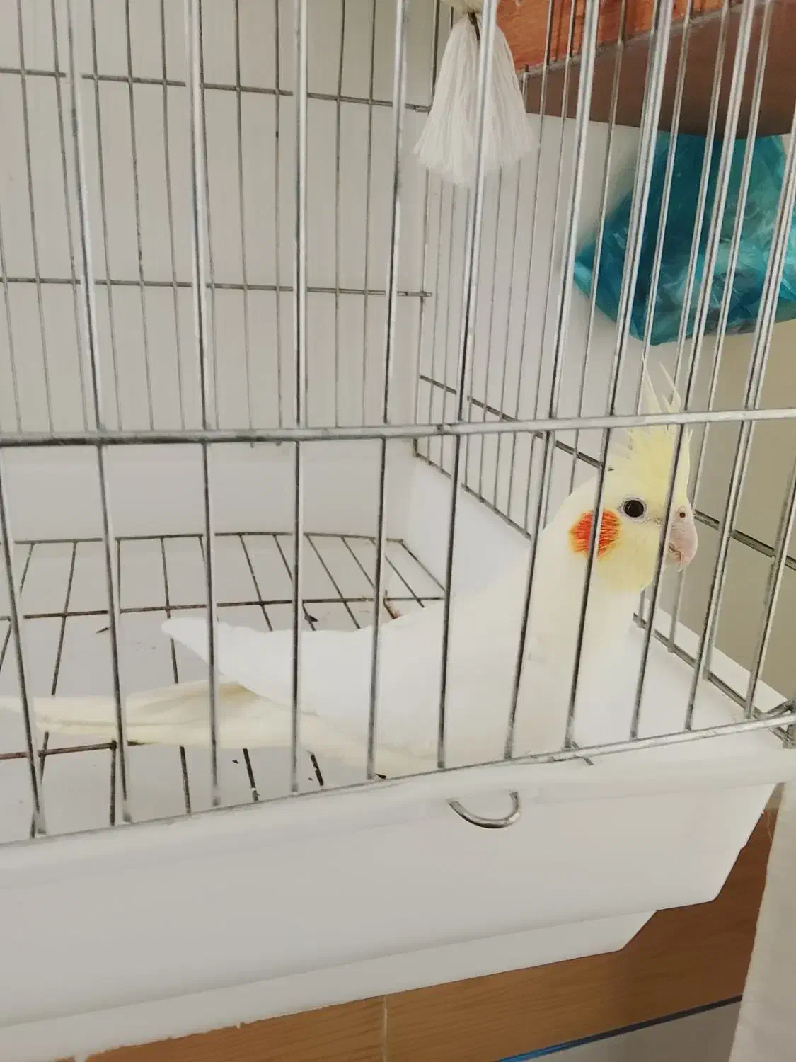 جفت عروس هلندی بالغ|پرنده|گلپایگان, |دیوار