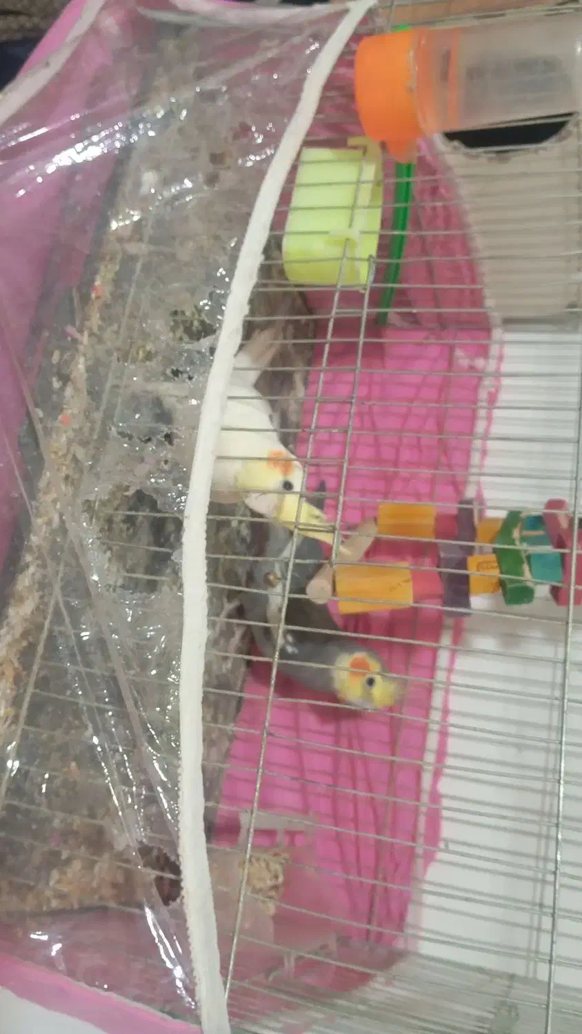 جفت عروس هلندی|پرنده|گلبهار, شهر جدید گلبهار|دیوار