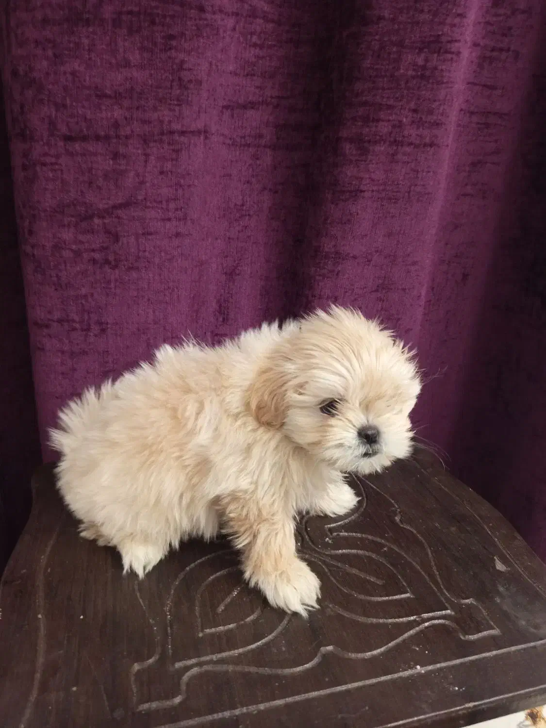 واگذاری یک جفت سگ جداگانه یا باهم.|سگ|فردیس, فردیس|دیوار