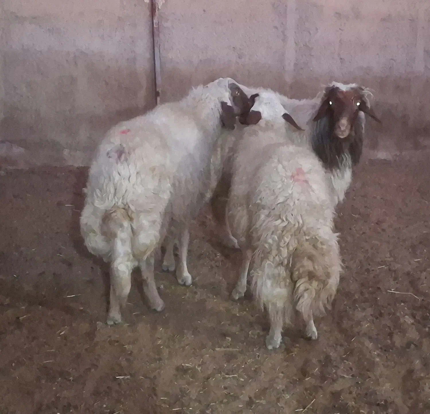 3 راس قوچ و شک ورن|حیوانات مزرعه|دره شهر, |دیوار