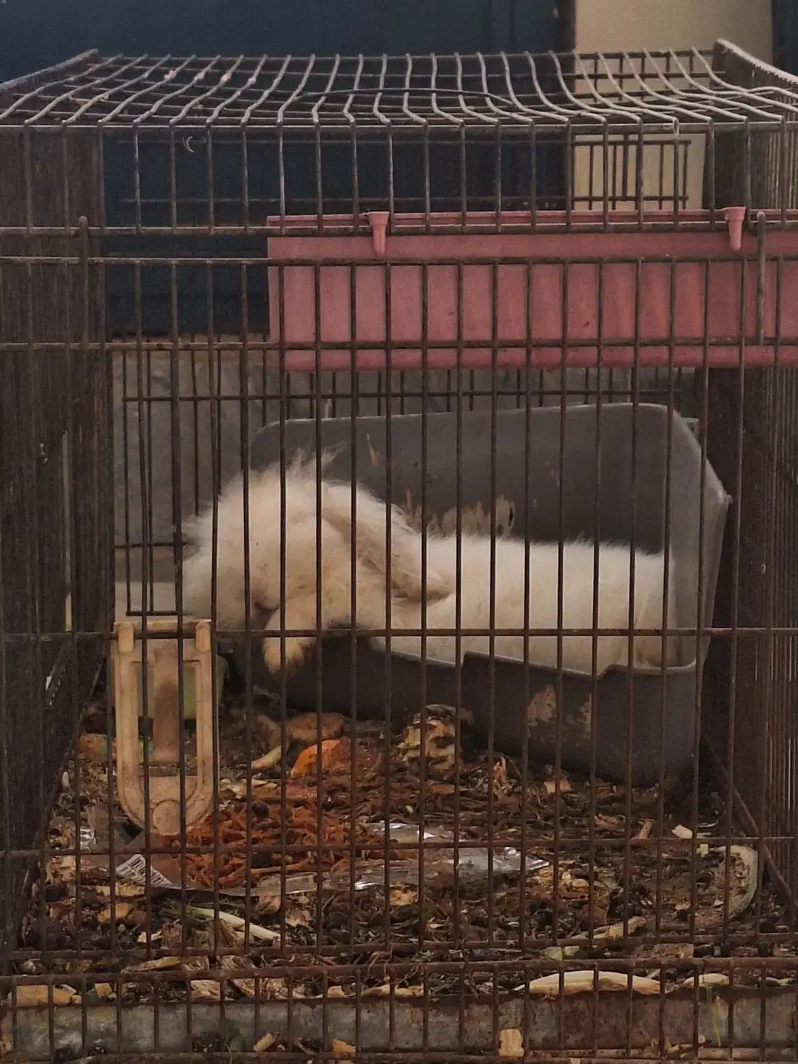 خرگوش لوپ ۳ ماهشه|موش و خرگوش|ساوه, |دیوار