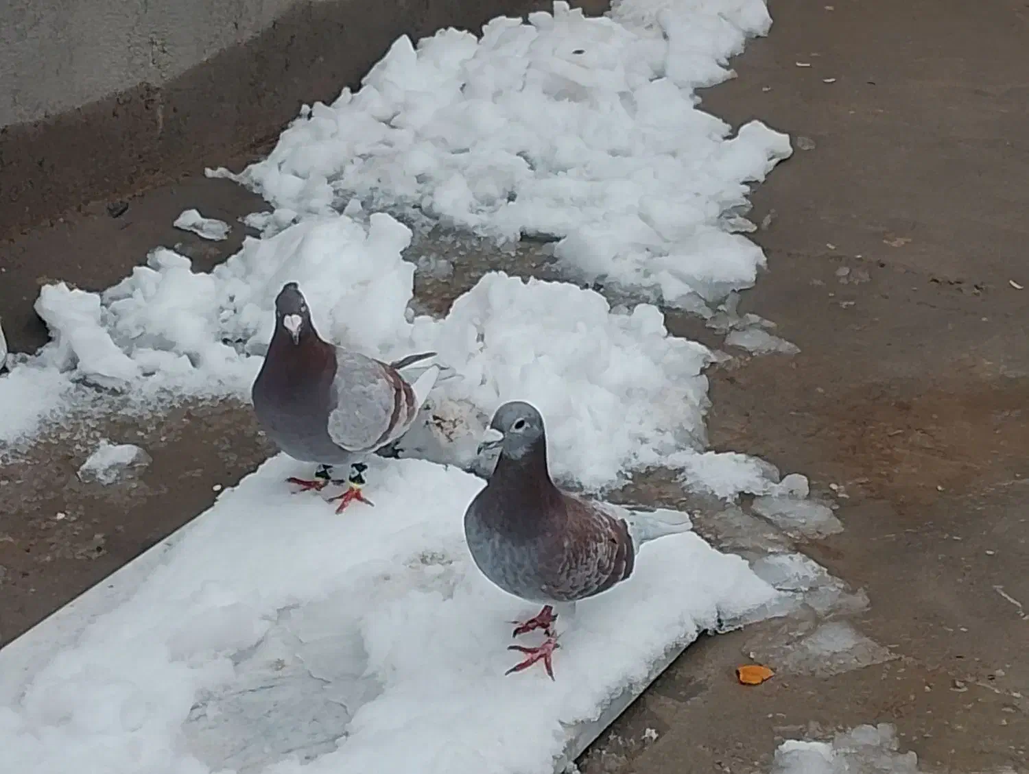 جفت خوب به زمانت|پرنده|تایباد, |دیوار