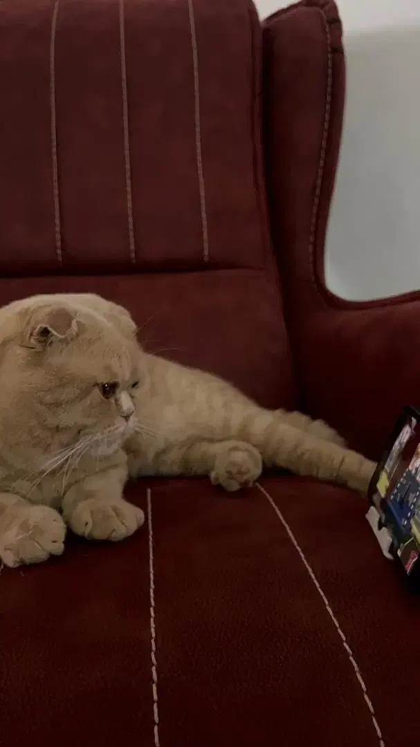 واگذاری گربه با تمام وسایل|گربه|آبادان, |دیوار