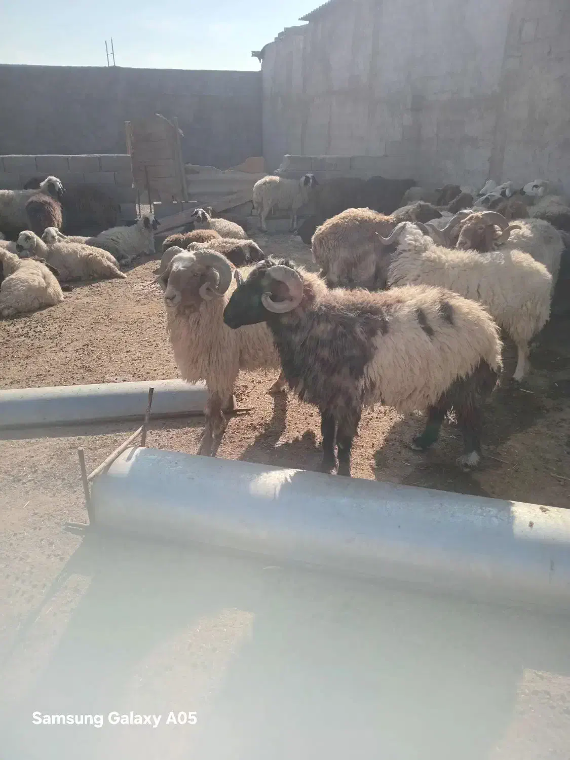 گوشت قوچ یا بره نر بزرگ فقط|حیوانات مزرعه|بندر ماهشهر, |دیوار