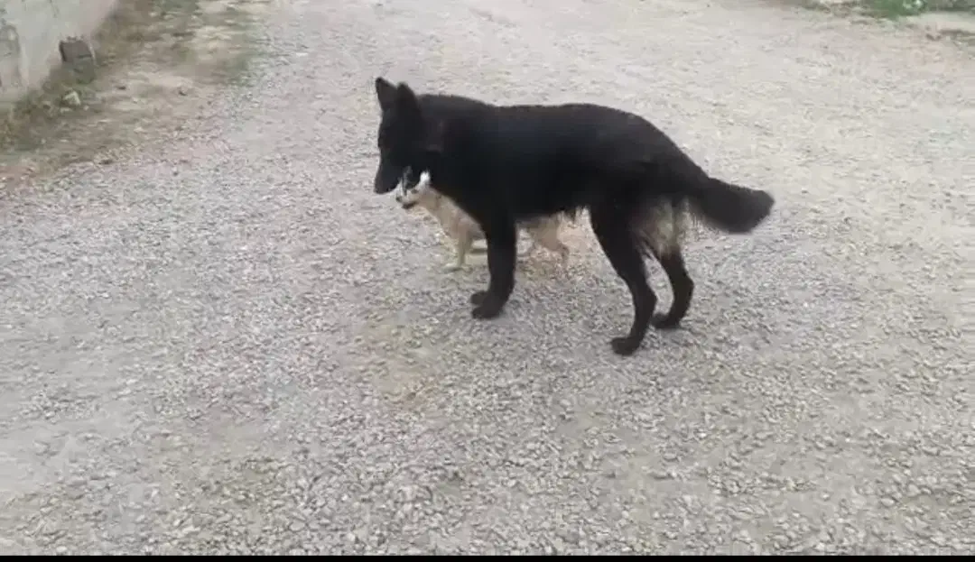 سگ ژرمن|سگ|بندر ترکمن, |دیوار