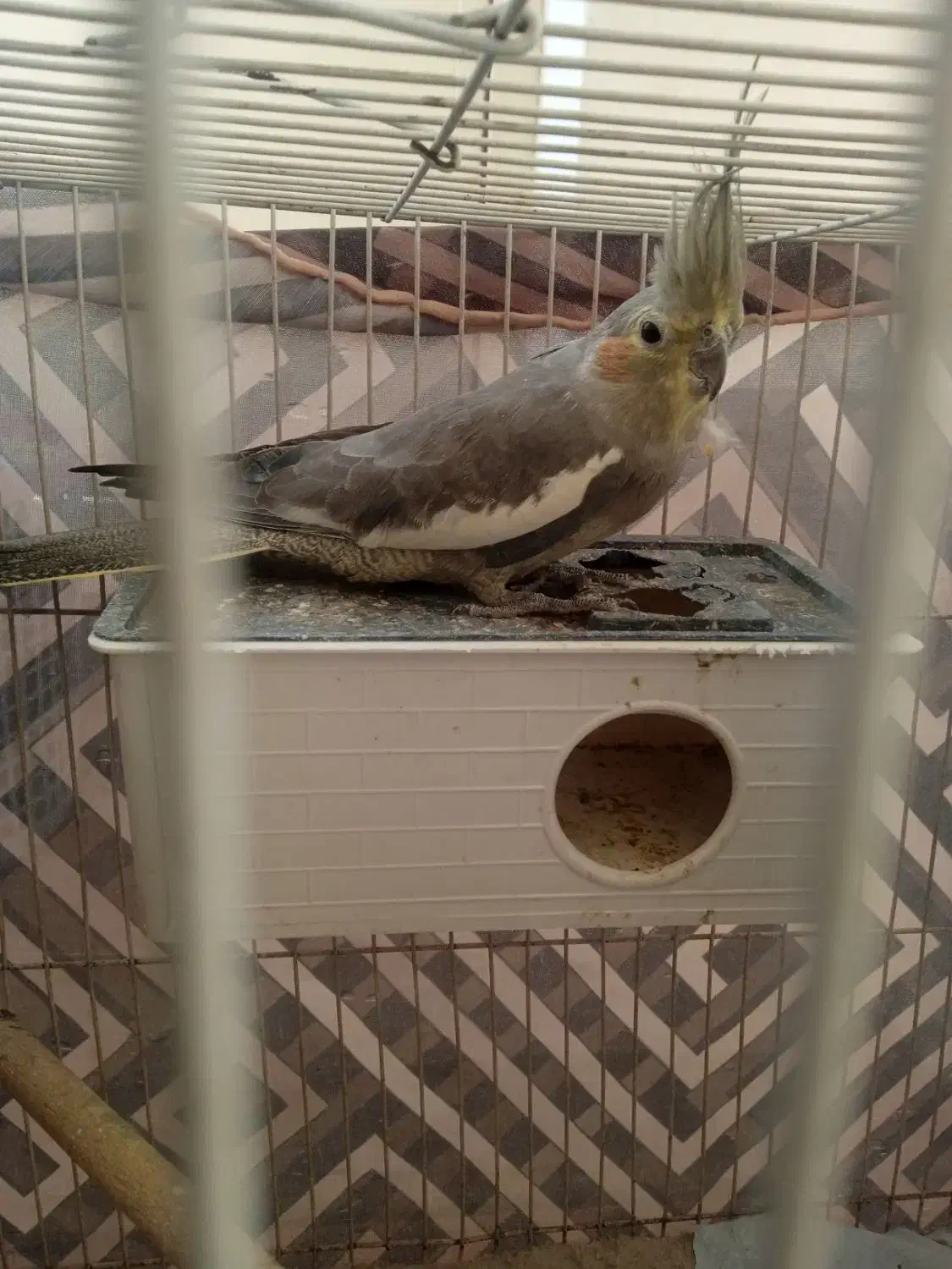 یک عدد عروس هلندی ودو عدد مرغ عشق|پرنده|سربیشه, |دیوار