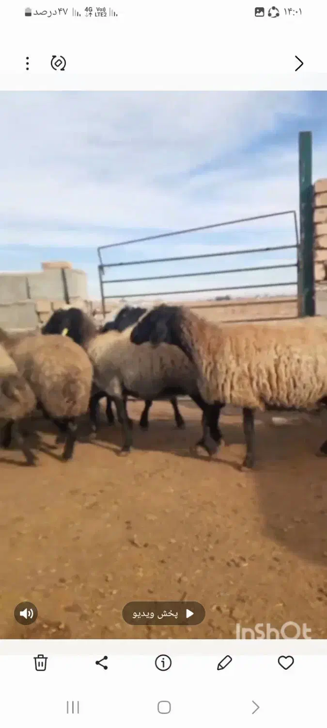 میش شال|حیوانات مزرعه|اسفرورین, |دیوار