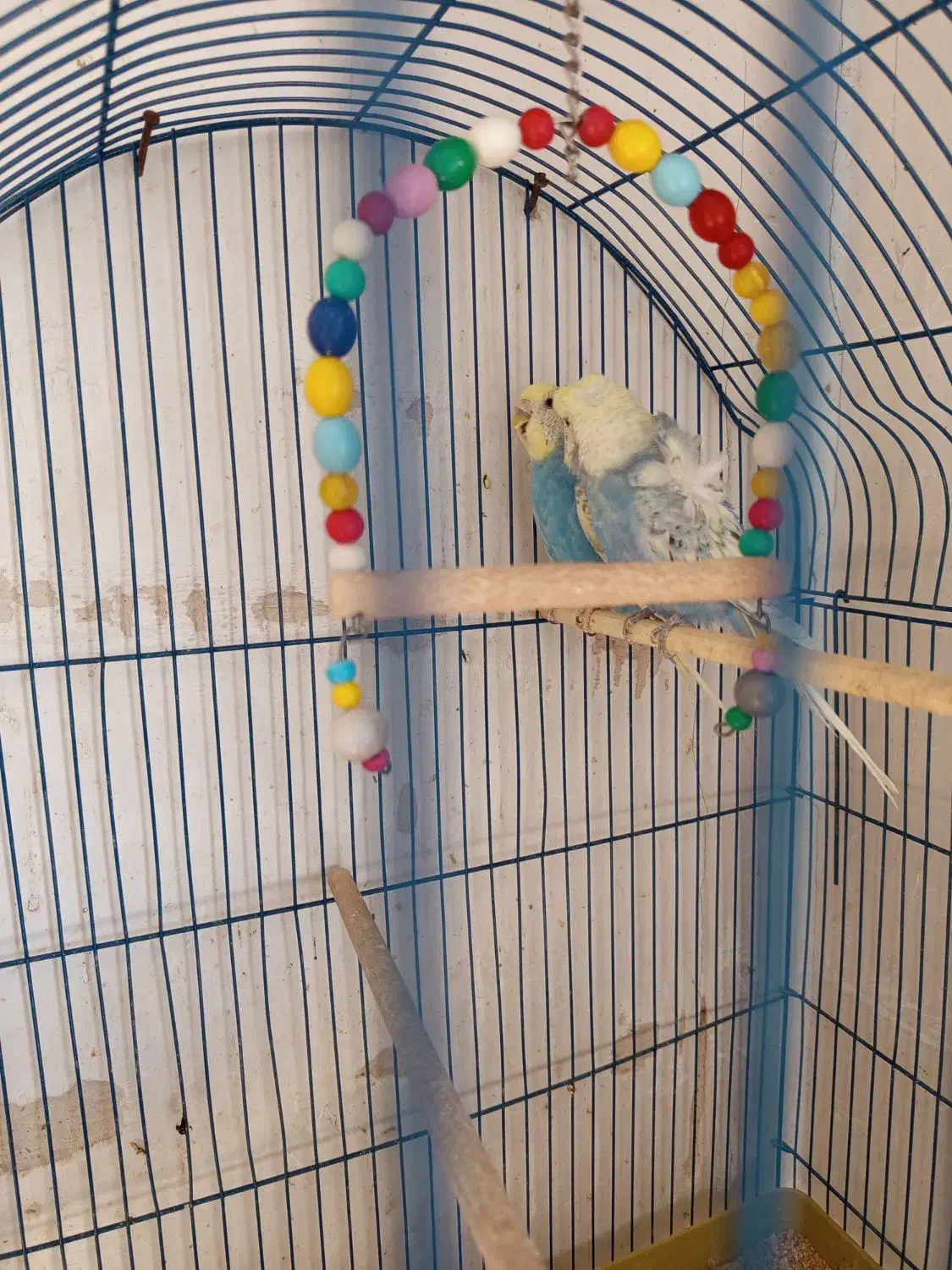 مرغ عشق های مولد با قفس|پرنده|سقز, |دیوار