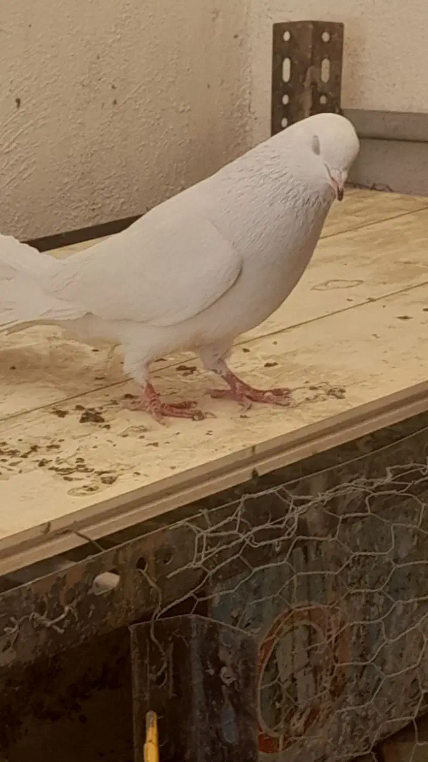 کبوتر پرشی|پرنده|نجفآباد, شیخ آباد|دیوار