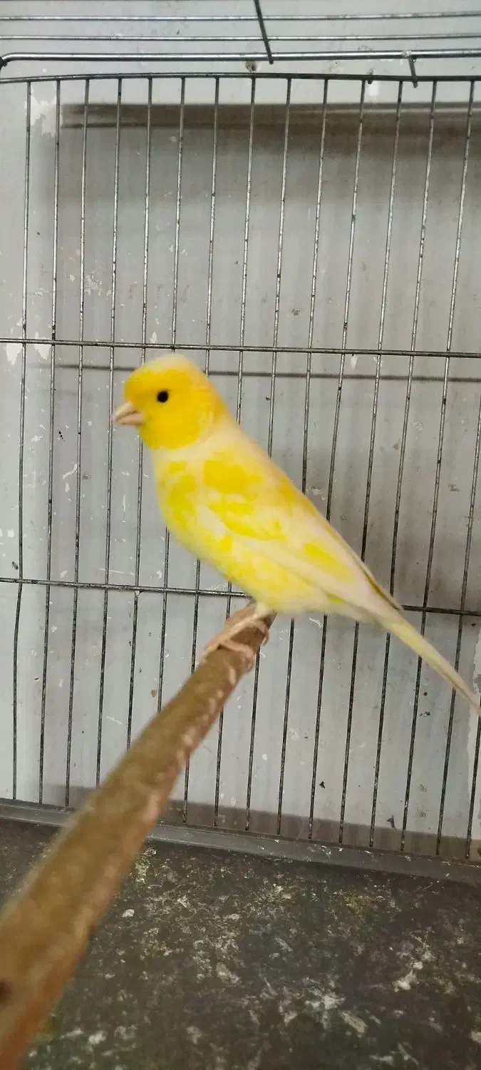 قناری نر قرص بخون و ماده|پرنده|کرج, شهرک بنفشه|دیوار
