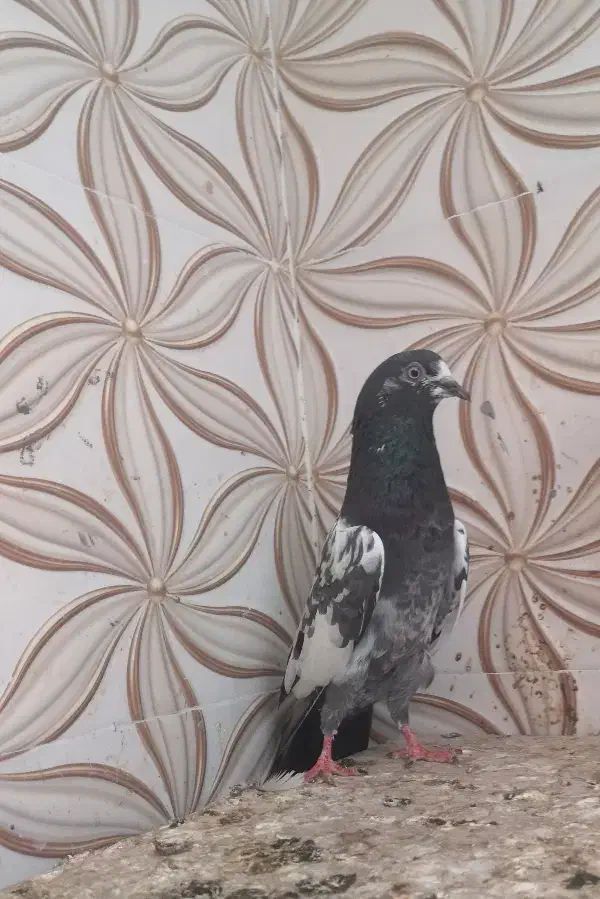 کبوتر چینا تیدی|پرنده|بوشهر, |دیوار