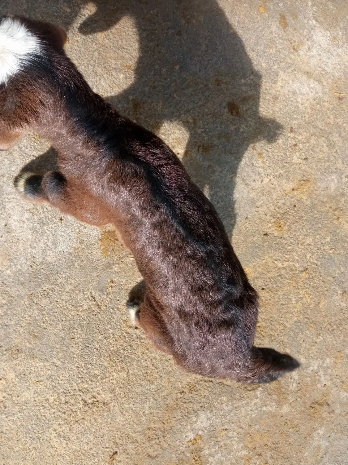 بزغاله شیری|حیوانات مزرعه|جوکار, |دیوار