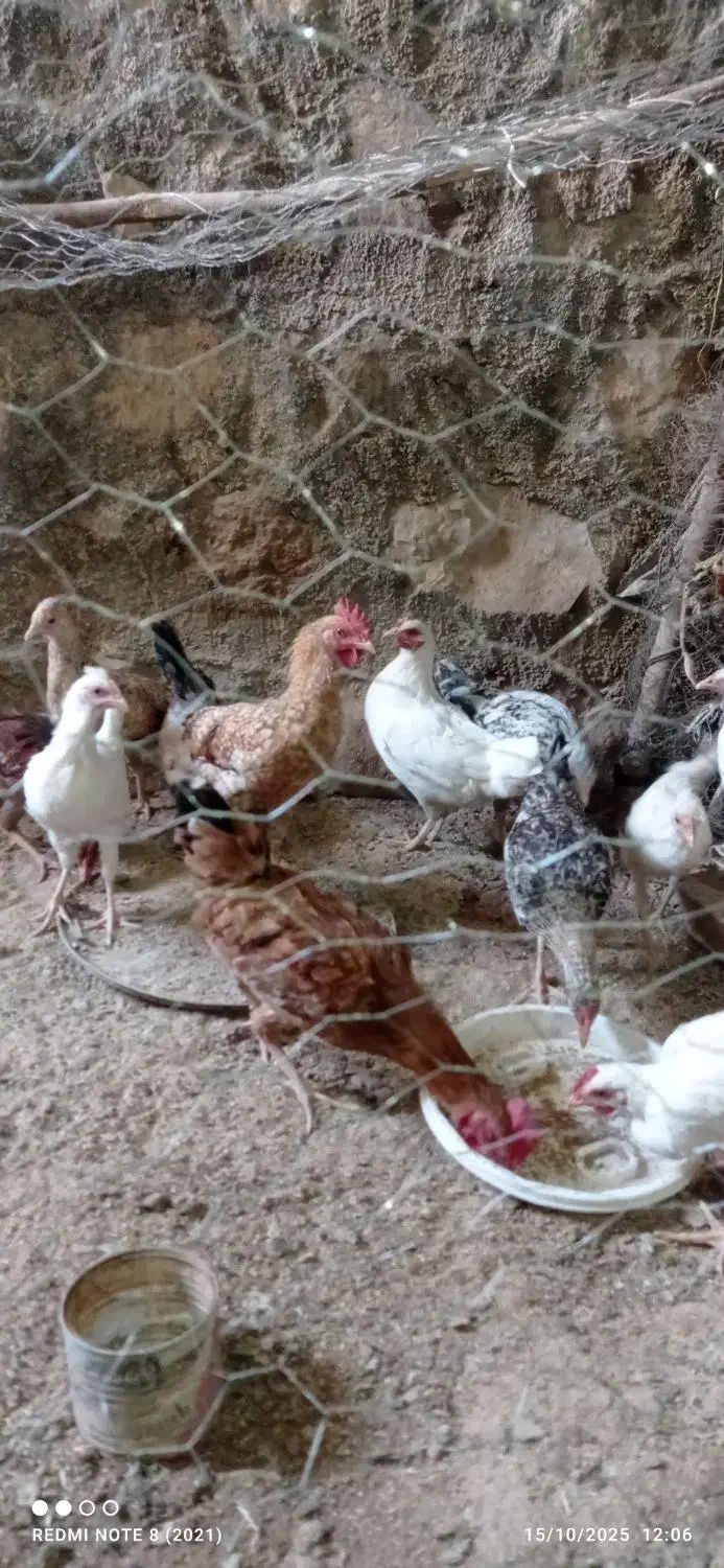 مرغ تخم گذار و جوجه مرغ بزرگ|حیوانات مزرعه|کوهدشت, |دیوار