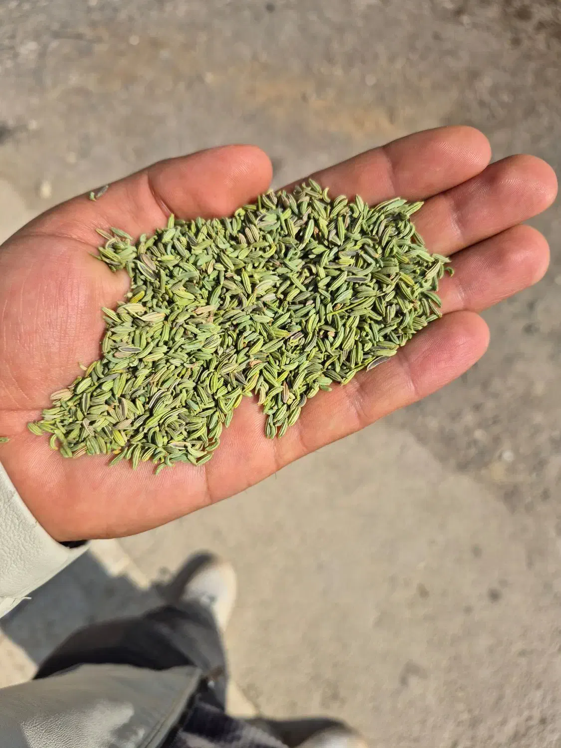 فروش خاکشیر رازیانه گشنیز|گل و گیاه طبیعی|کبودرآهنگ, |دیوار