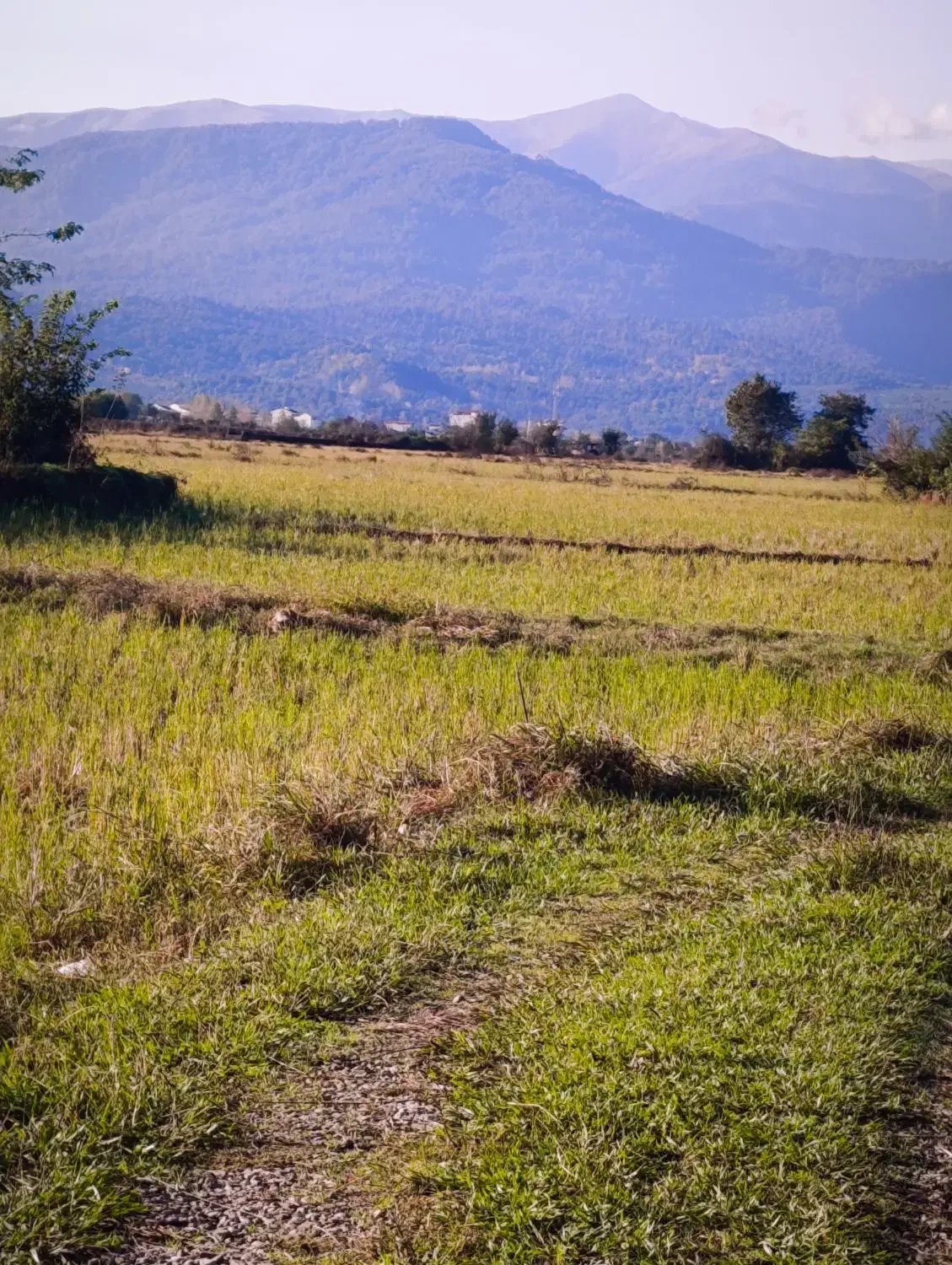 ۵۰۰متر داخل بافت دور دیوار|فروش زمین و ملک کلنگی|احمدسرگوراب, |دیوار