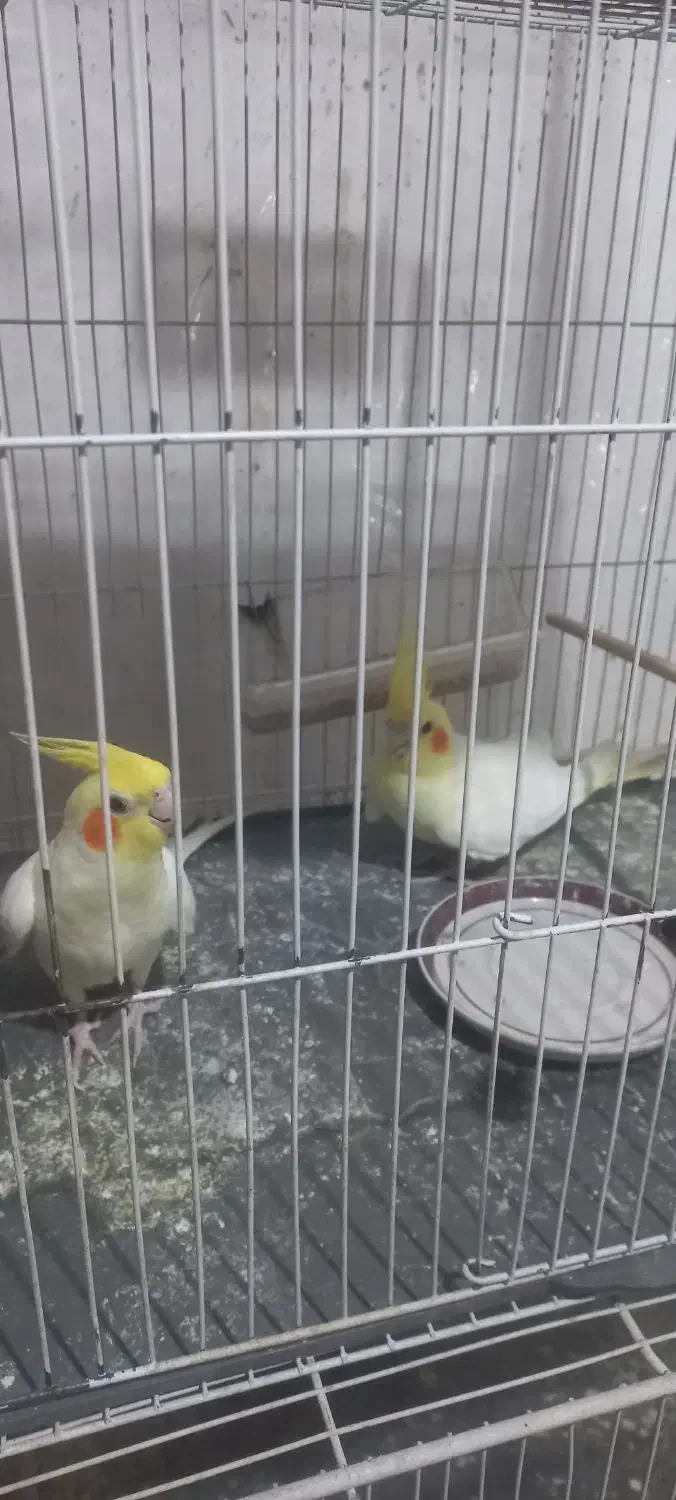 عروس هلندی|پرنده|شیروان (خراسان), |دیوار