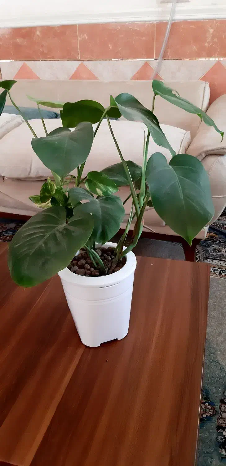 مونسترا هیدروپونیک|گل و گیاه طبیعی|زابل, |دیوار