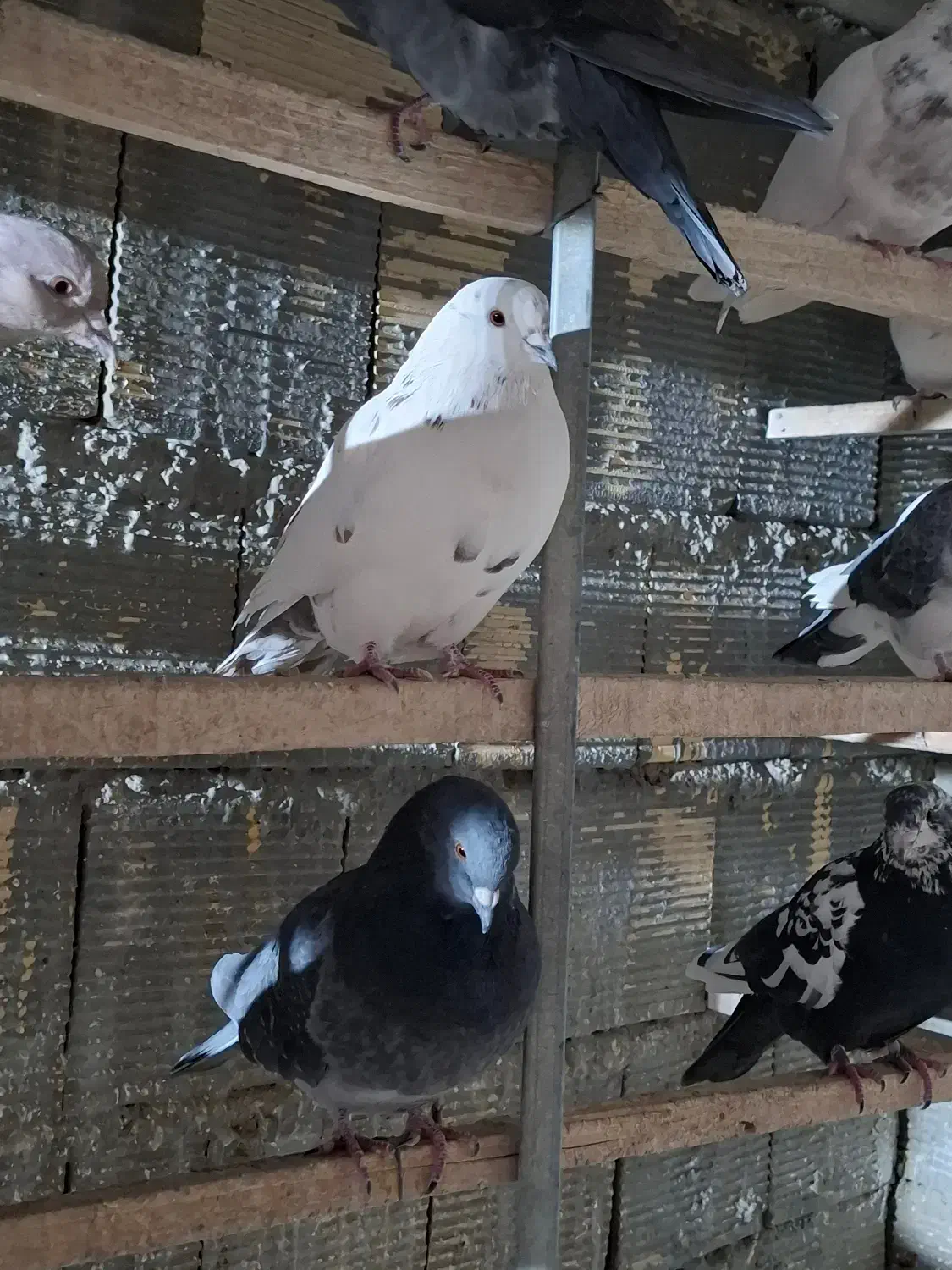 کبوتر فروشی|پرنده|زنده رود, |دیوار