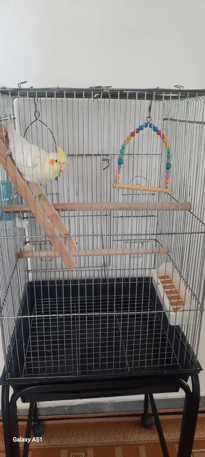 عروس هلندی لوتینو|پرنده|قیدار, |دیوار