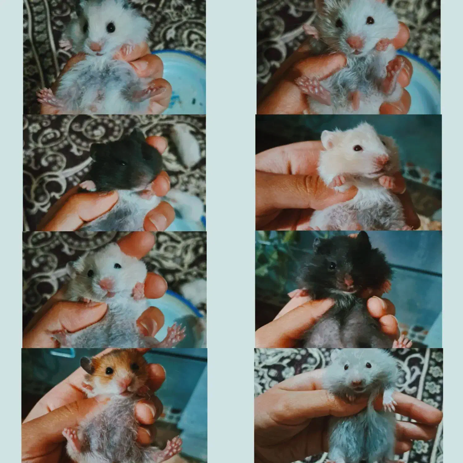 همستر|موش و خرگوش|نیشابور, دربقاضی|دیوار