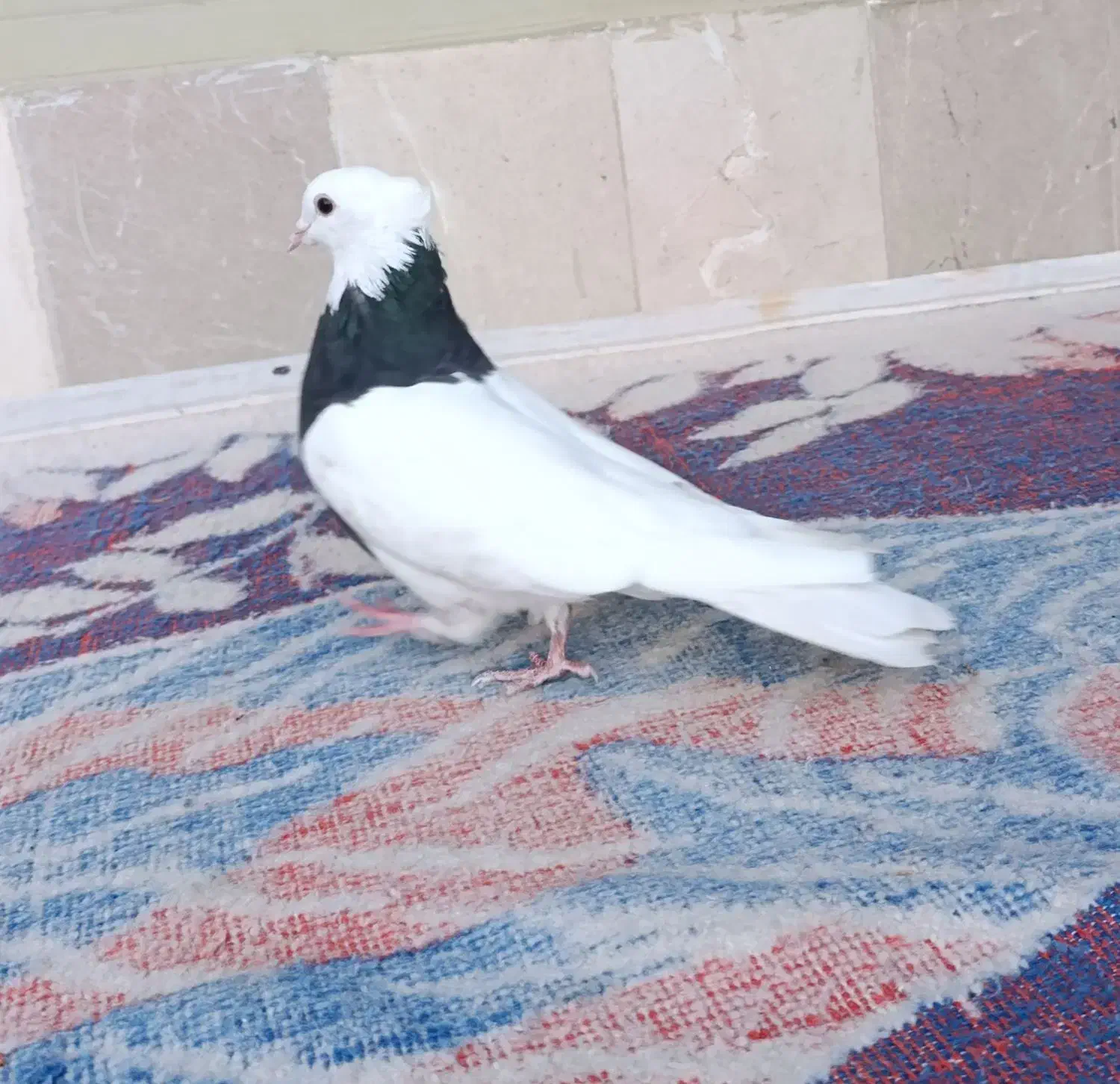 طوقی|پرنده|هرسین, |دیوار