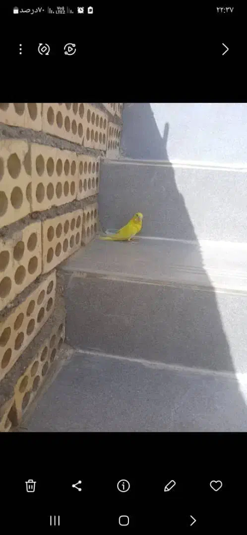 دوعدد مرغ عشق کمشده|حیوانات|رامهرمز, |دیوار