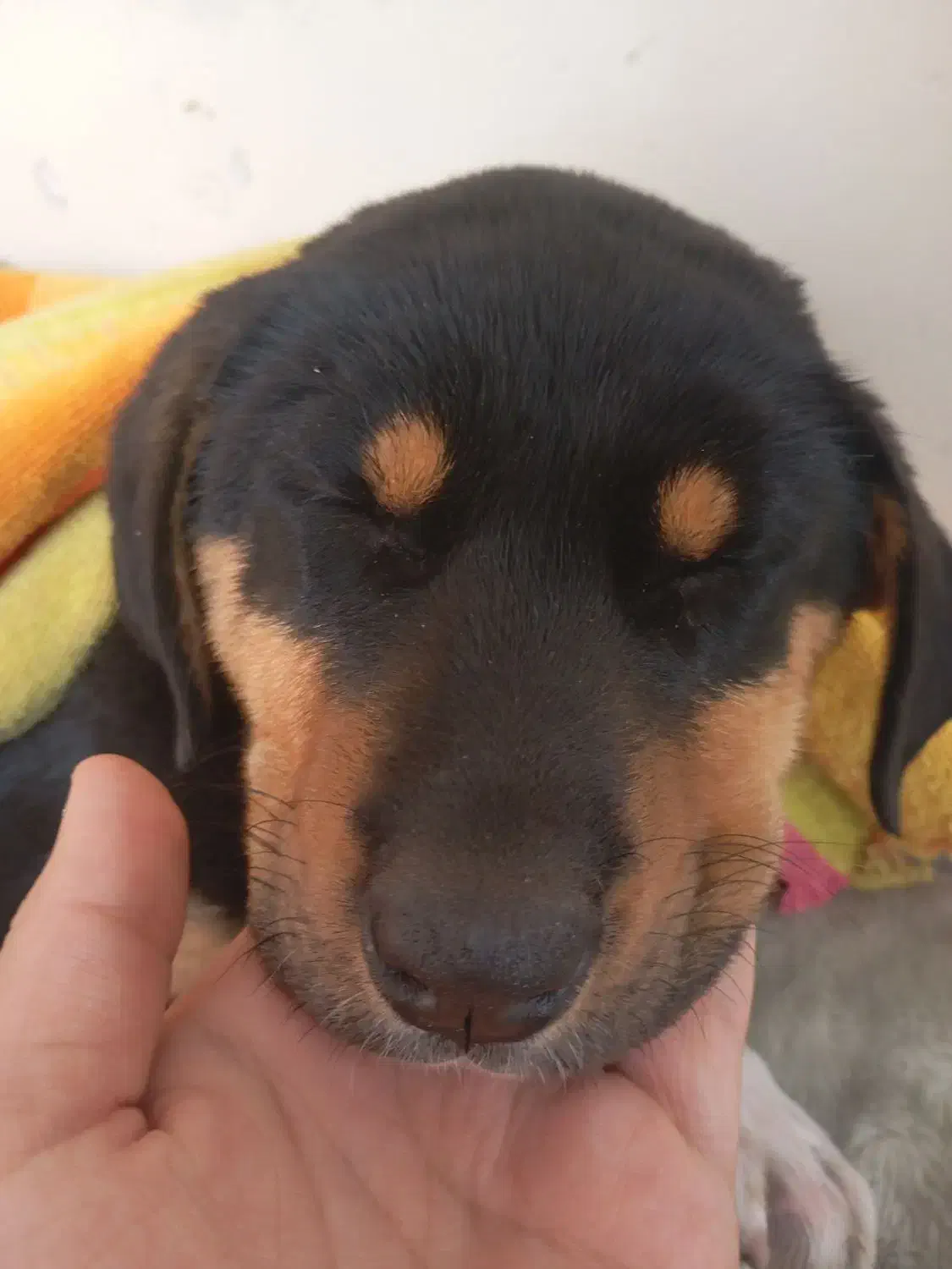 سگ نژاد دار نگهبان|سگ|شیروان (خراسان), |دیوار