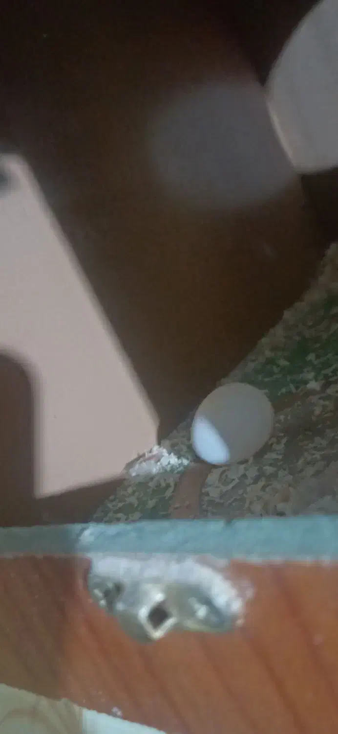 جفت طوطی گرینچیک مولد با تست|پرنده|خوی, |دیوار