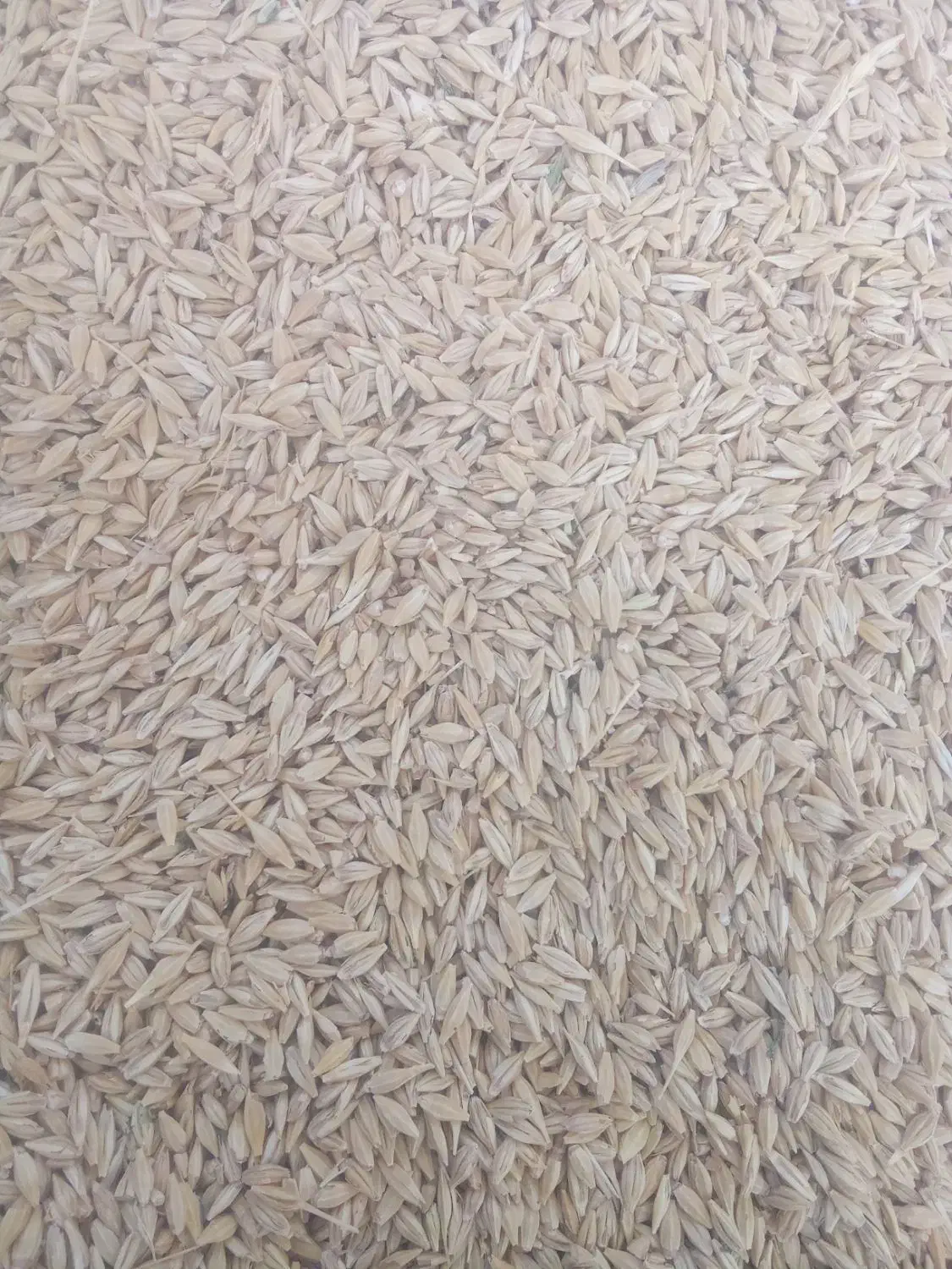 جوبذری|گل و گیاه طبیعی|ساروق, |دیوار