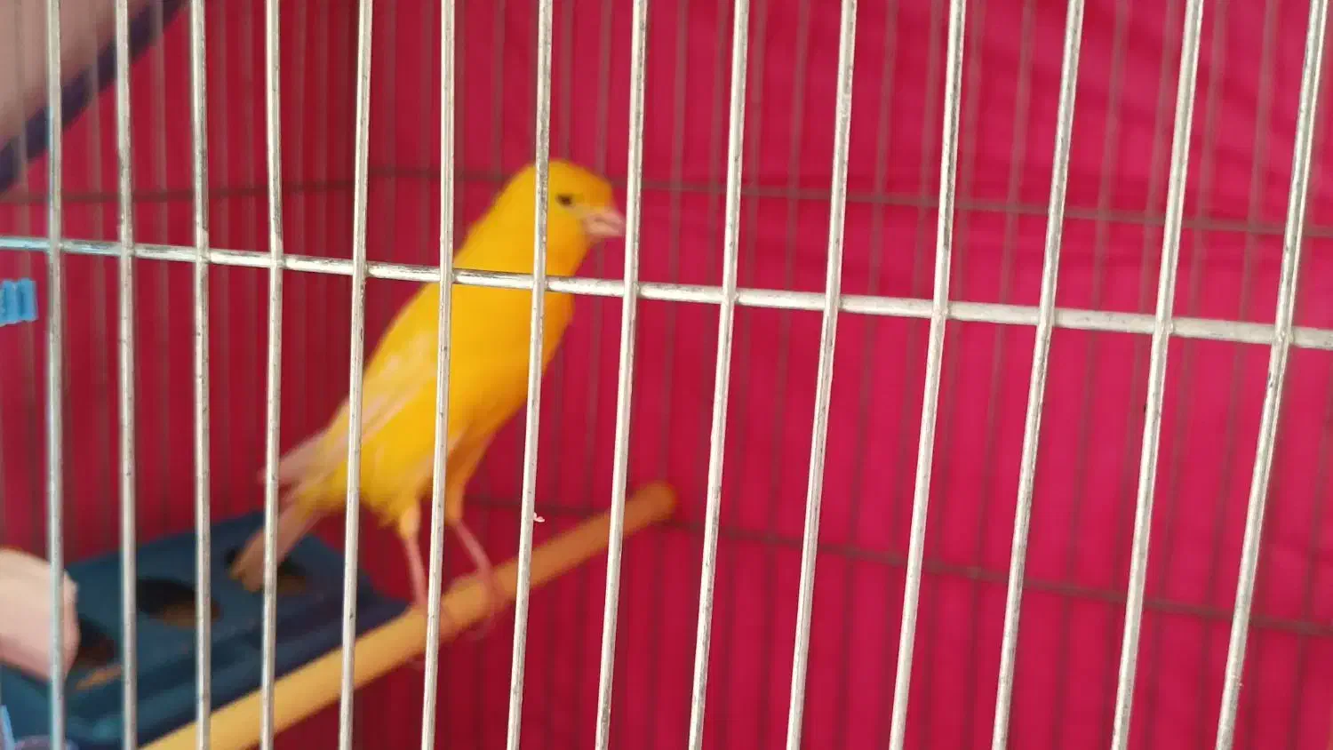 یک عدد قناری نر طلایی نژاد خاص|پرنده|قزوین, |دیوار