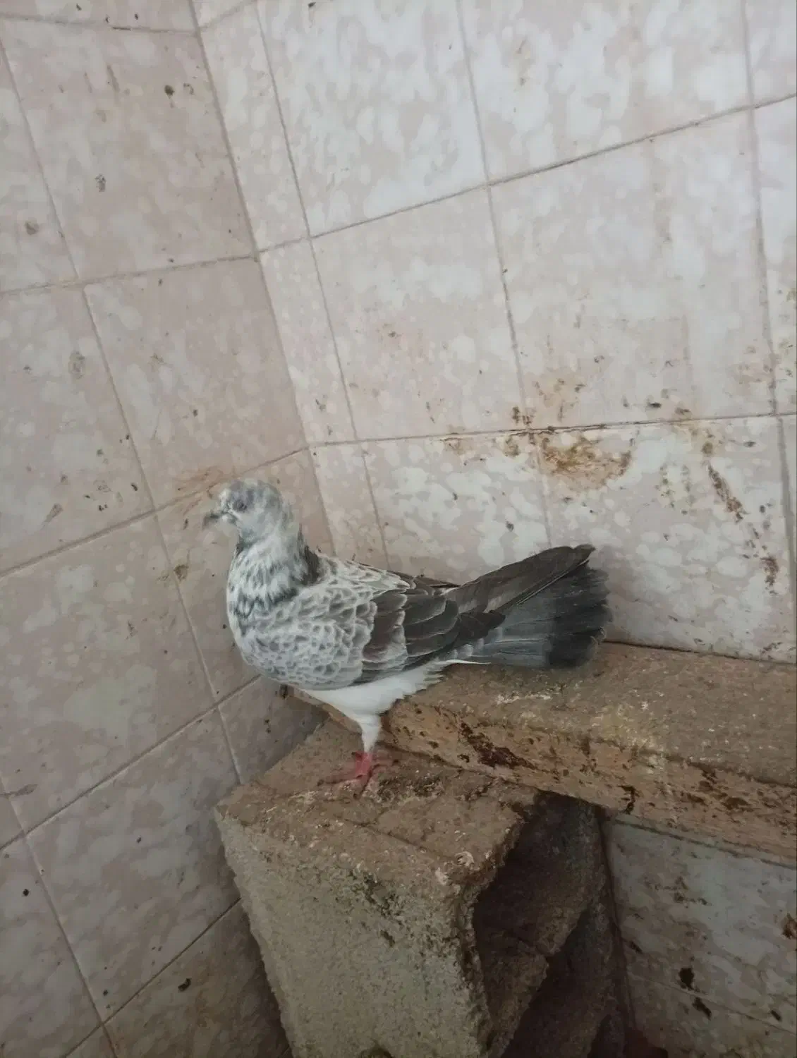 کبوتر.|حیوانات|سیمین شهر, |دیوار