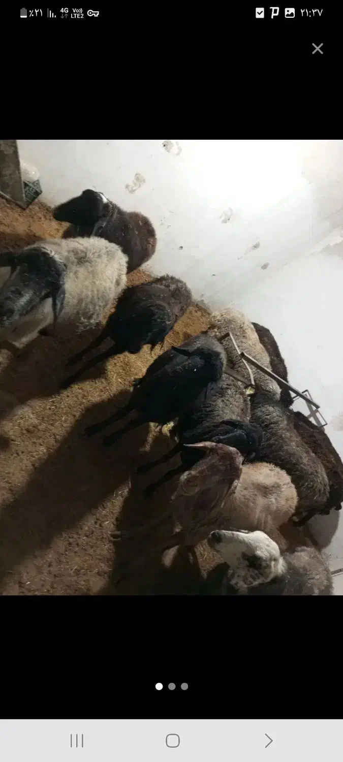 میش|حیوانات مزرعه|دماوند, گیلاوند|دیوار