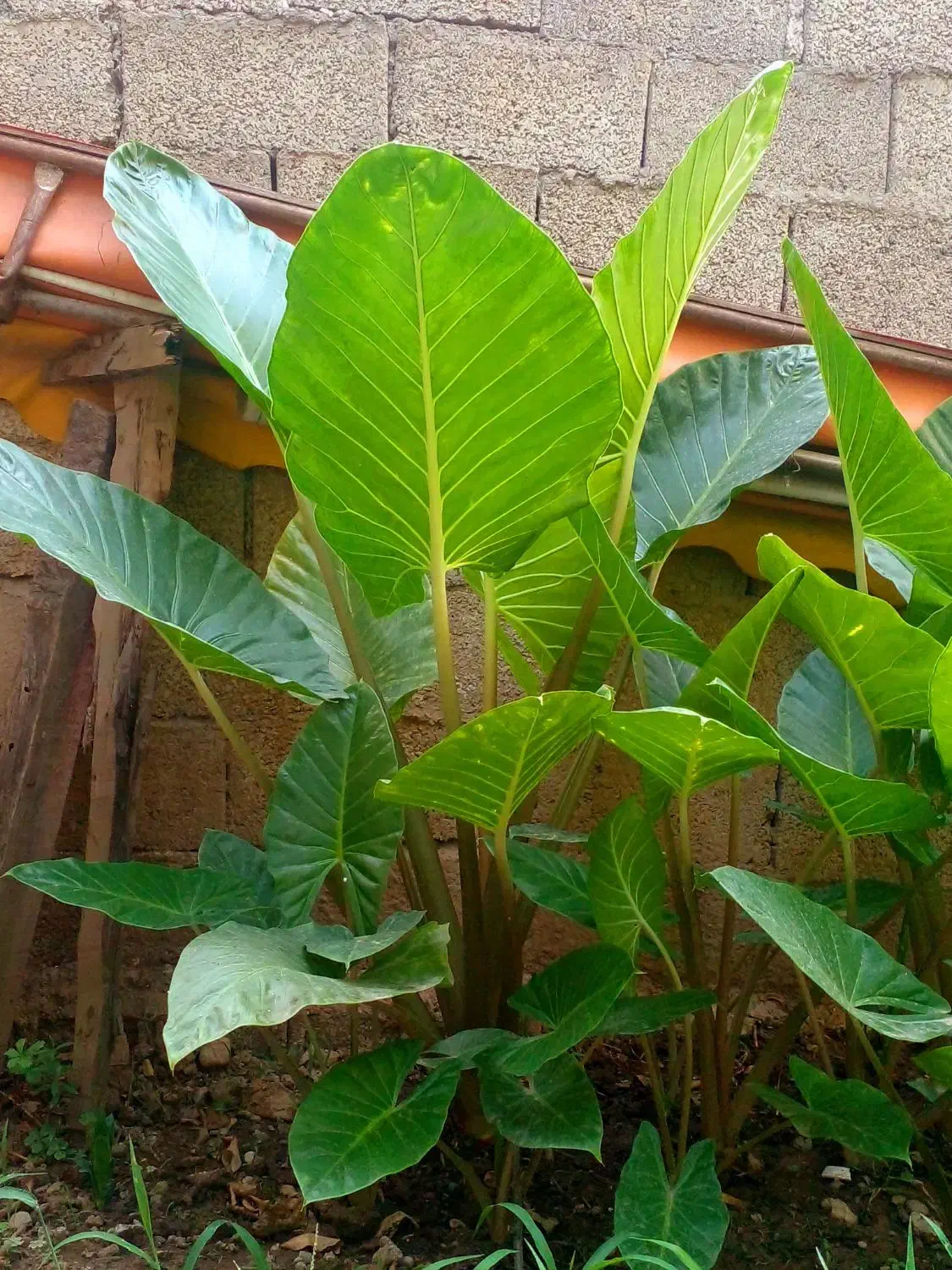 گلباباآدم|گل و گیاه طبیعی|ماسال, |دیوار