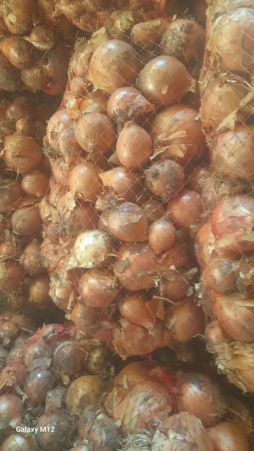 ۲۰پیاز|خوردنی و آشامیدنی|سبزوار, قاضی زاد|دیوار