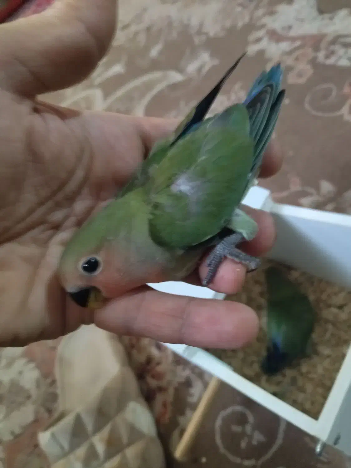 جوجه کوتوله|پرنده|مشهد, شهید مطهری|دیوار