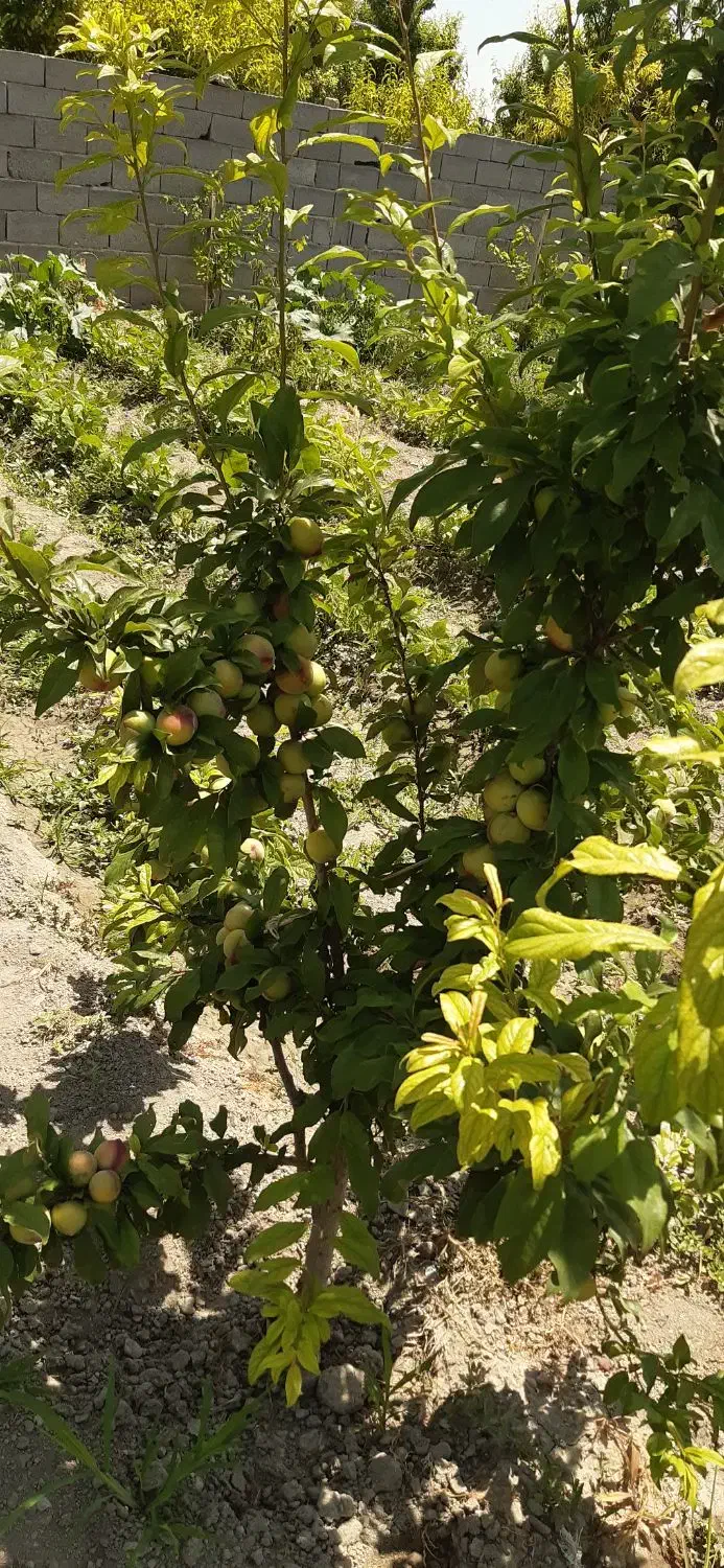 باغچه|فروش زمین و ملک کلنگی|ارومیه, |دیوار