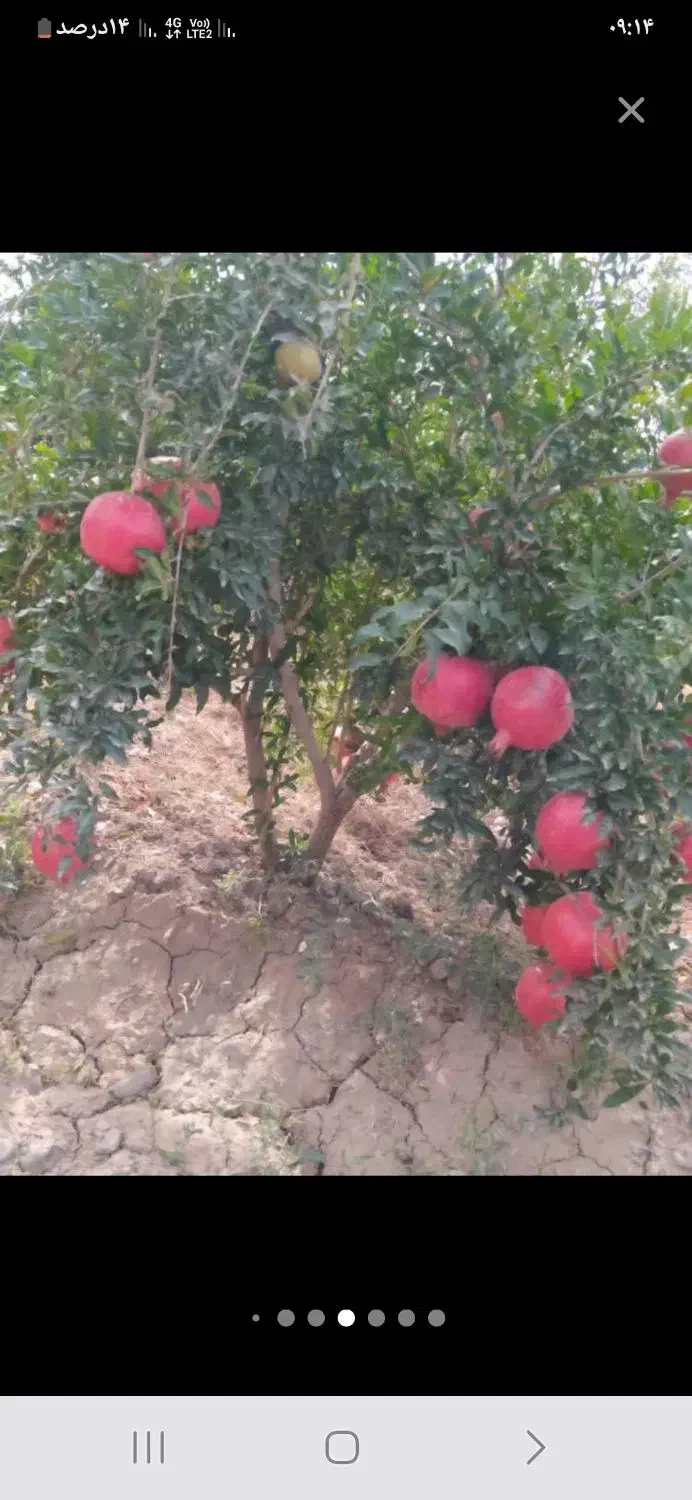 باغ انار اجاره در روستای قردین|اجارهٔ کوتاه‌مدت ویلا و باغ|ساوه, |دیوار