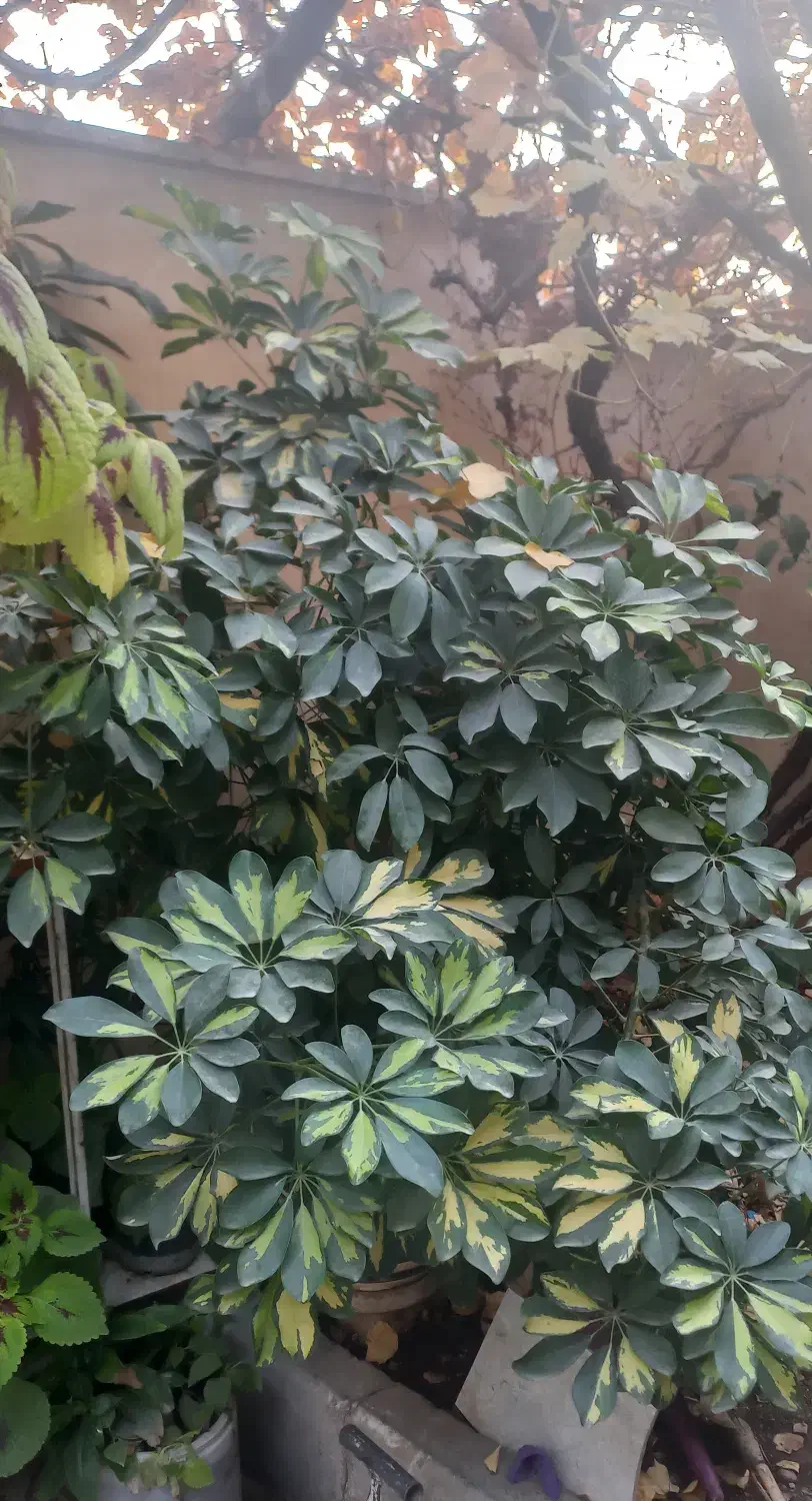 گل و گلدان|گل و گیاه طبیعی|بومهن, |دیوار