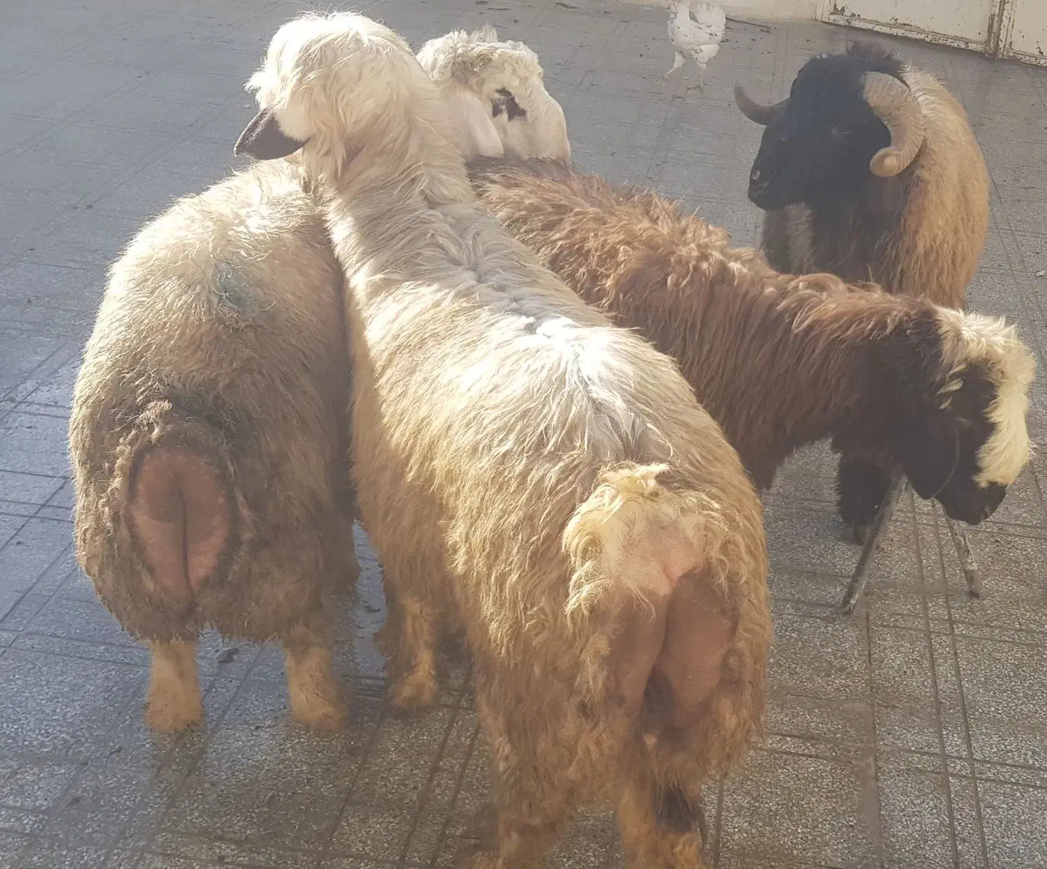 بره پرواری و بره شیری|حیوانات مزرعه|شهرکرد, |دیوار