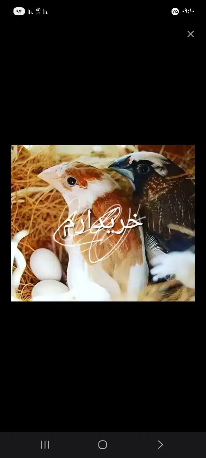 جفت بنگالی مولد|پرنده|بندر ماهشهر, |دیوار