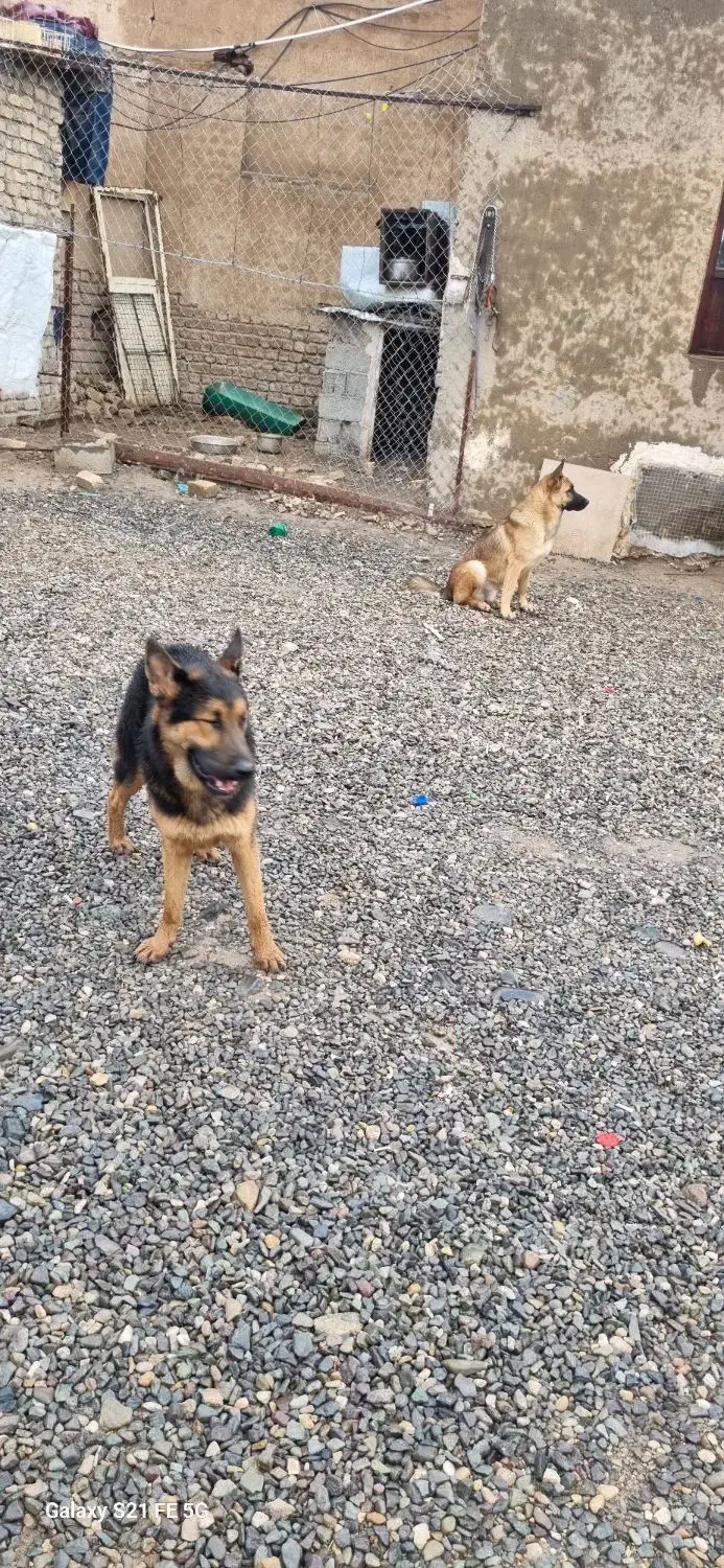 گمشده ، سگ خانگی ژرمن گمشده|سگ|قم, بوستان جوان|دیوار