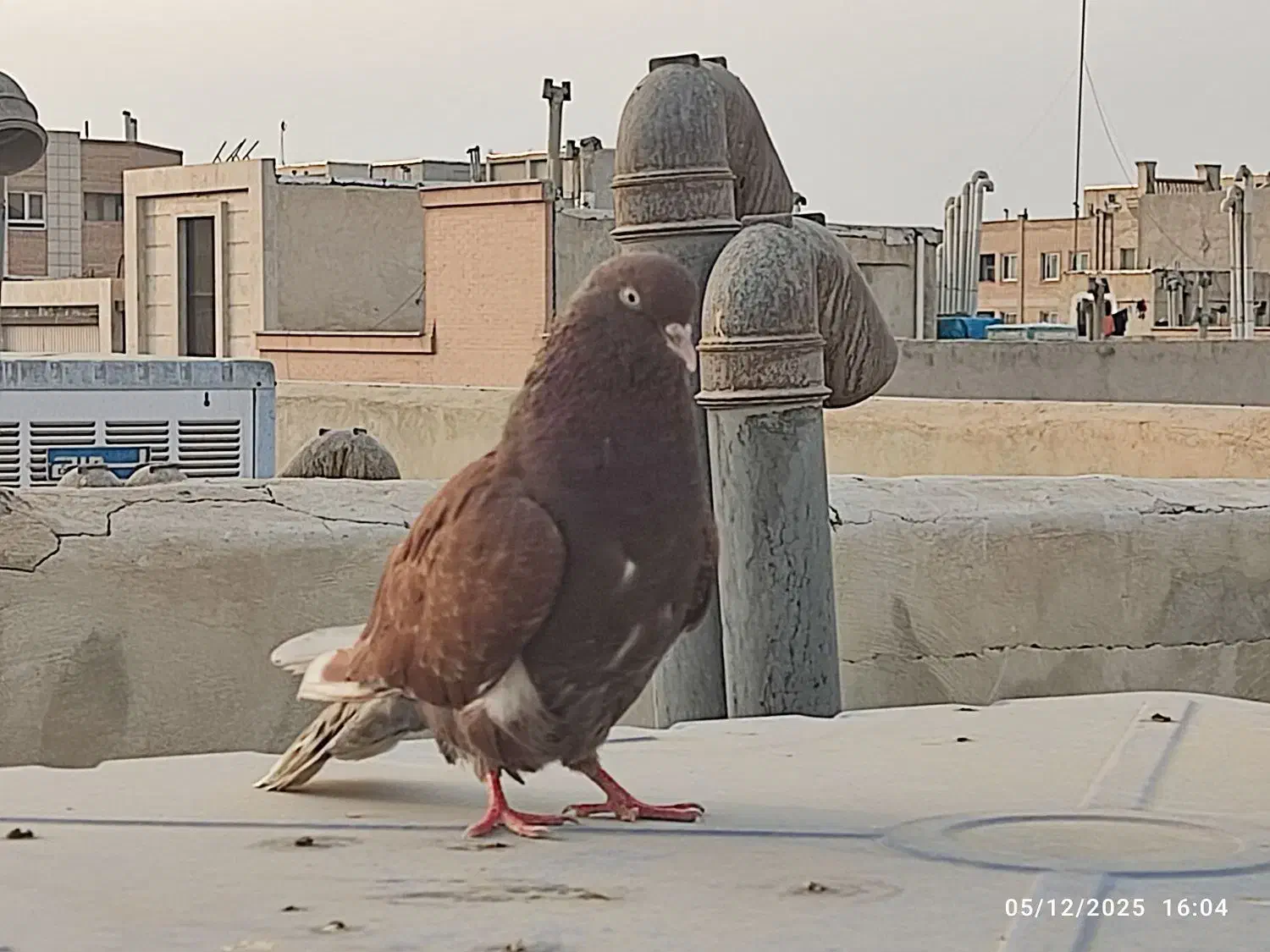 کبوتر سرخ کاشونی|پرنده|شاهین‌شهر, خانه کارگر|دیوار