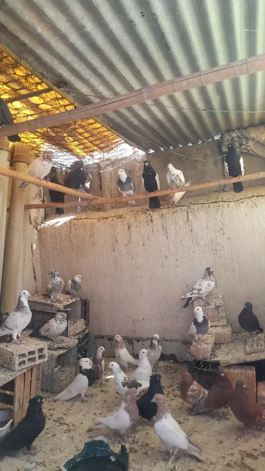 کبوتر|پرنده|شاهین‌شهر, شهرک گلدیس|دیوار