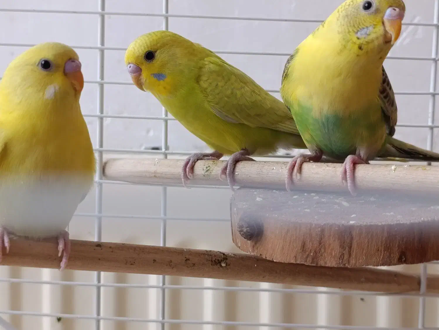 پرنده تزیینی|پرنده|اصفهان, باغ کاران|دیوار