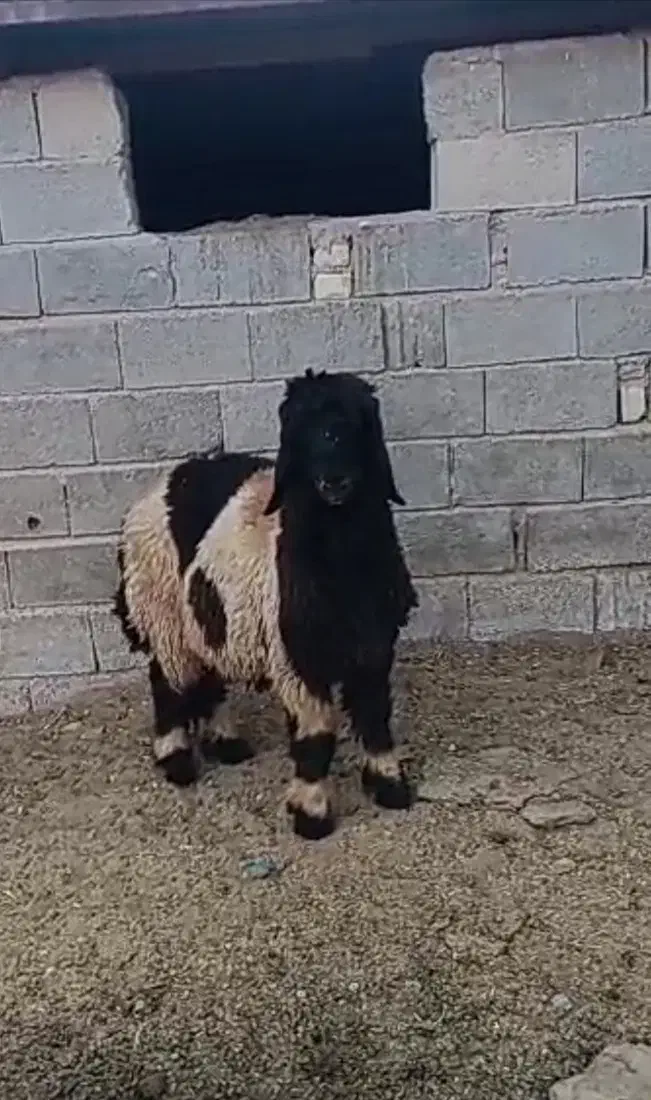 بره بذری میش کهره بز|حیوانات مزرعه|شیراز, گویم|دیوار